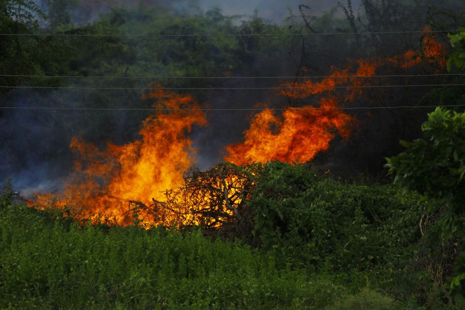 Incendios forestales crecen 9 veces en 20 años: causas y riesgos